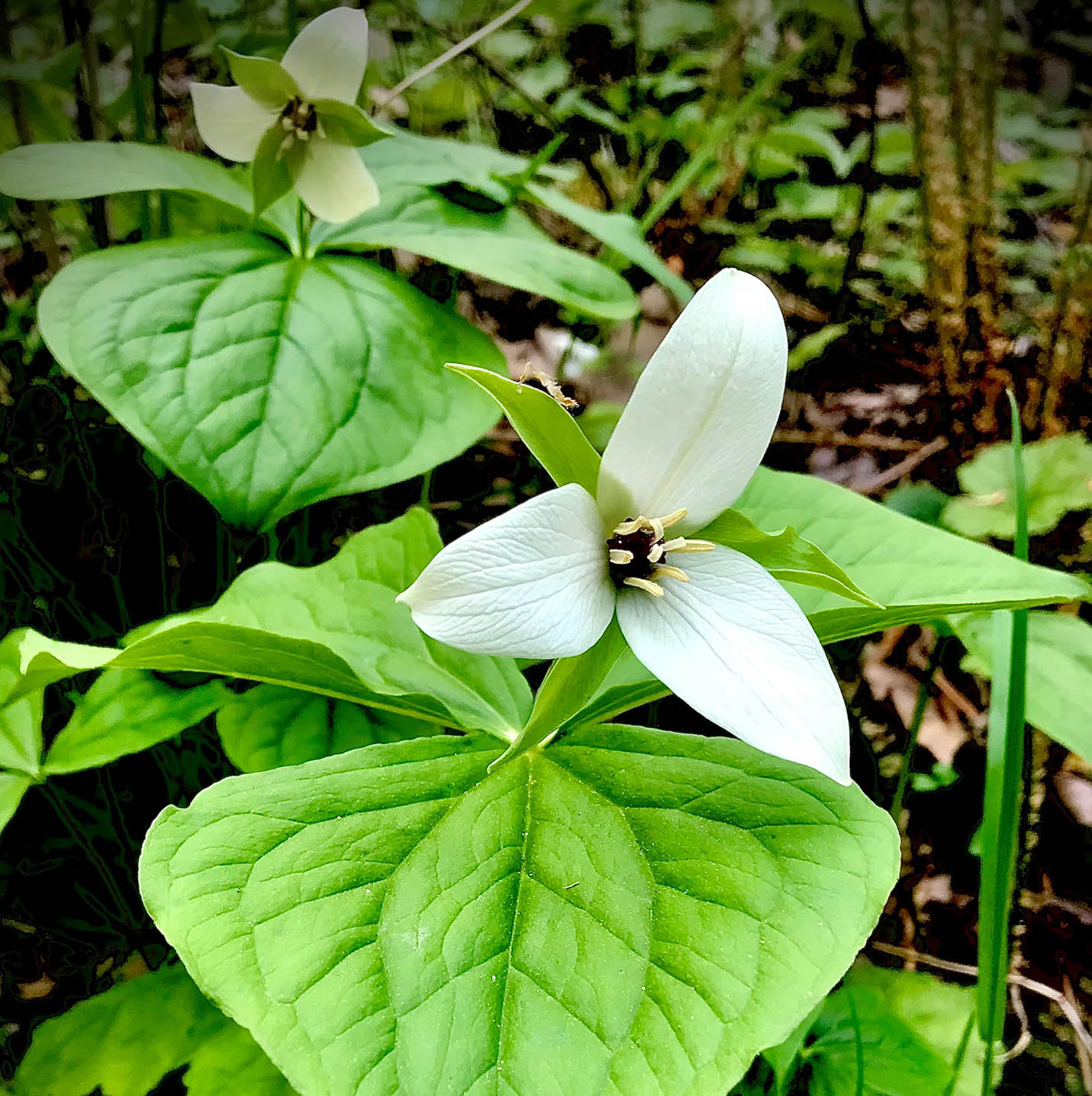 Outdoor Woods Wedding Venue PA